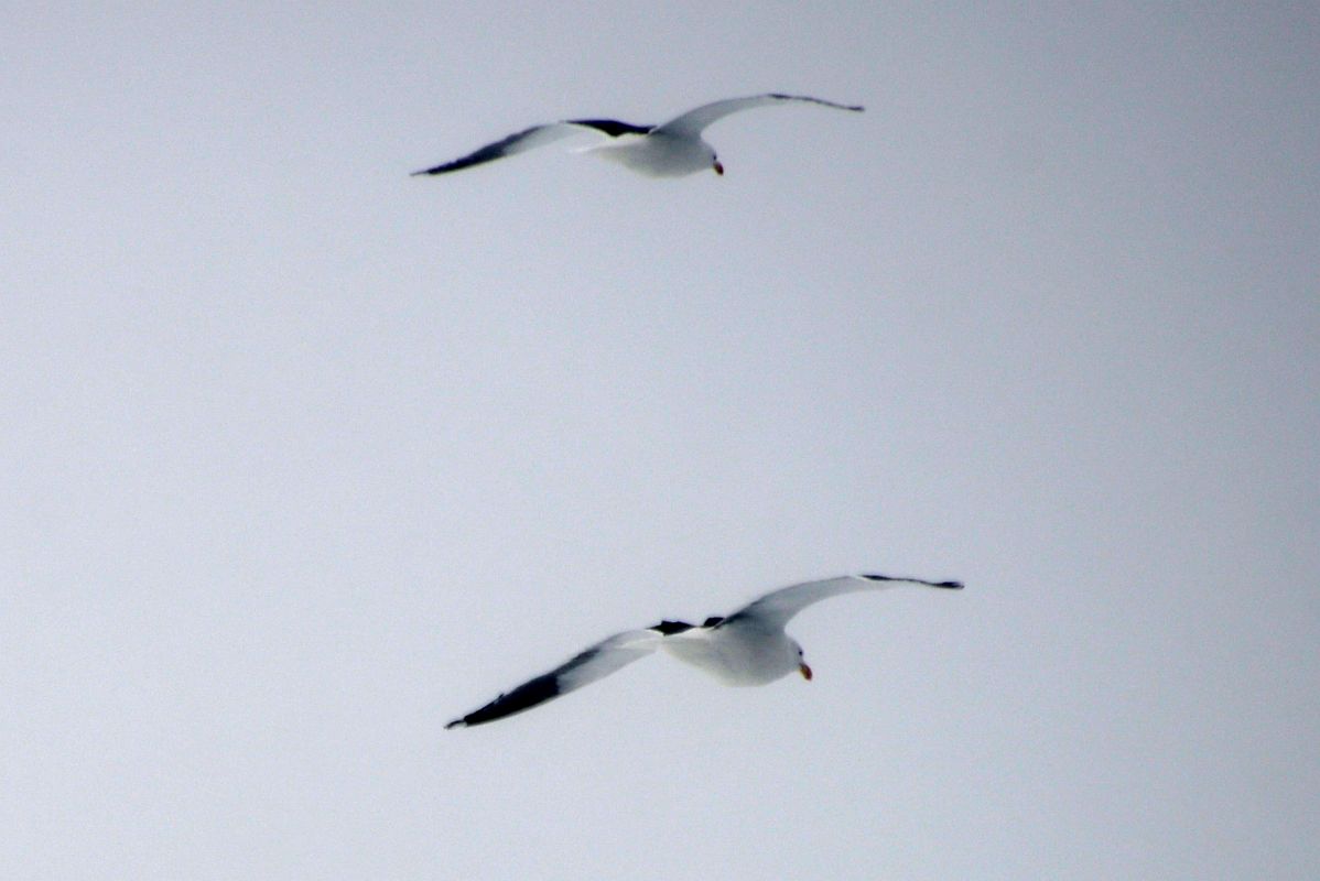 04C Black-browed Albatross From Zodiac In Foyn Harbour On Quark Expeditions Antarctica Cruise